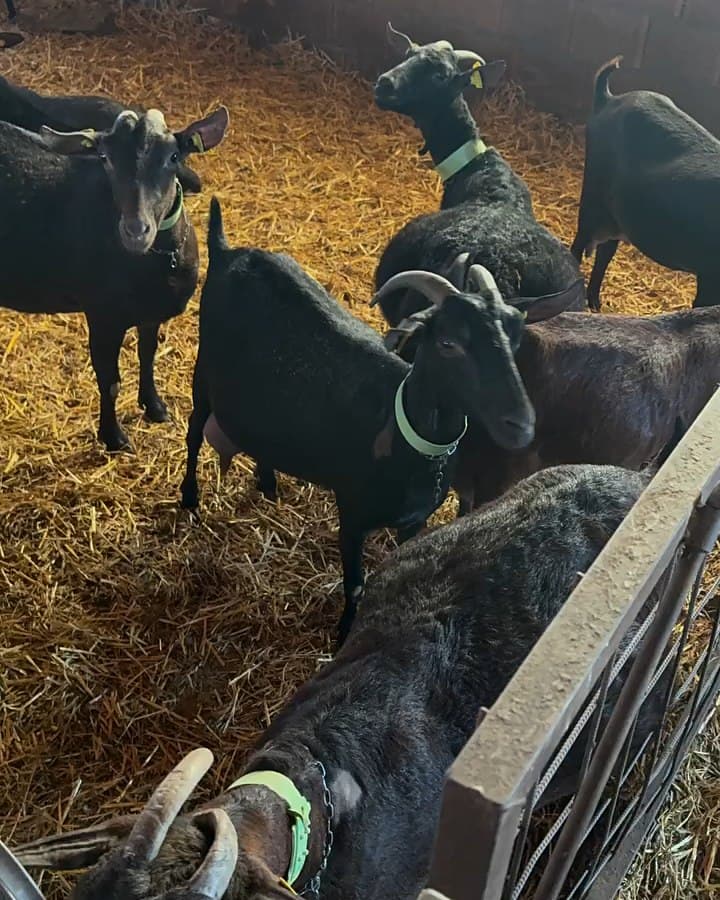 Cabres de pelatge fosc amb collars verds dempeus sobre la palla dins d'un estable de maó, una d'elles traient el cap per la tanca metàl·lica.
