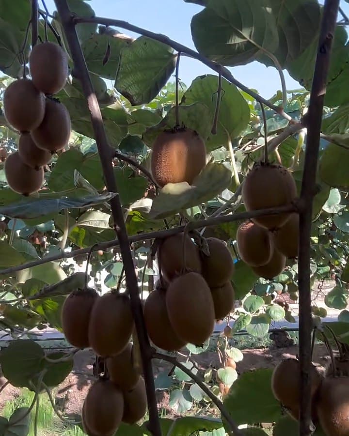Kiwis penjant en grups de la planta, entre fulles grans i verdes, vistos des de sota amb el cel blau al fons.